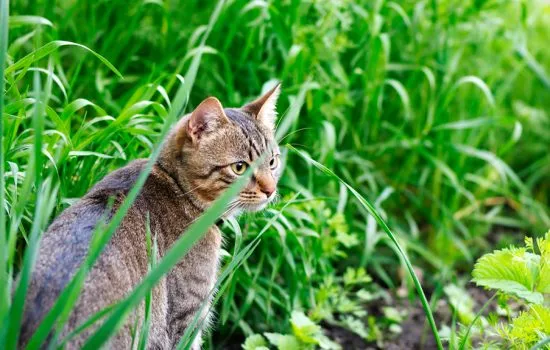 cat